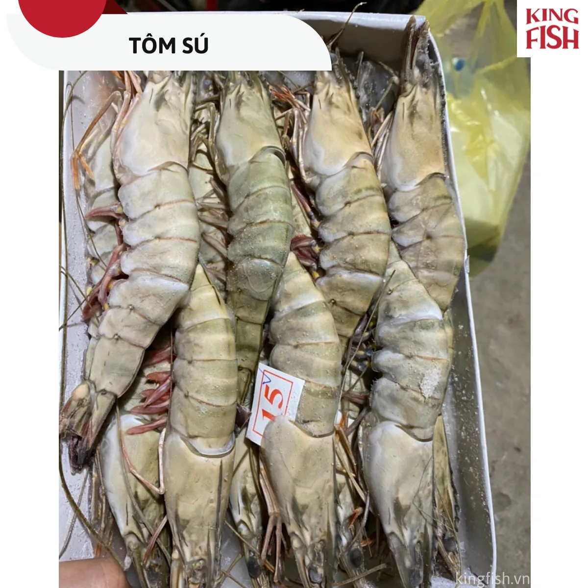 tom-su-kingfish
