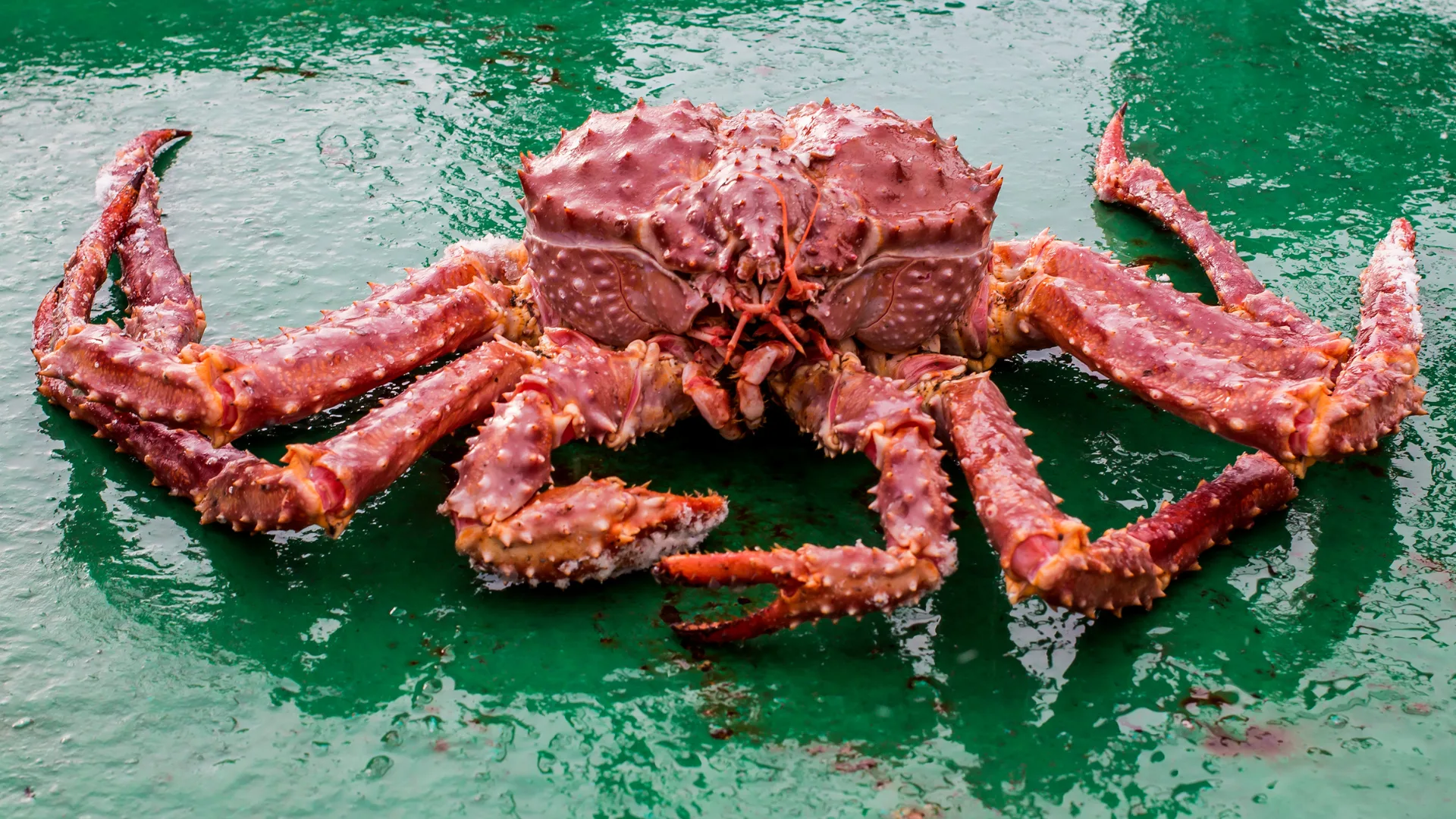 Cua King Crab