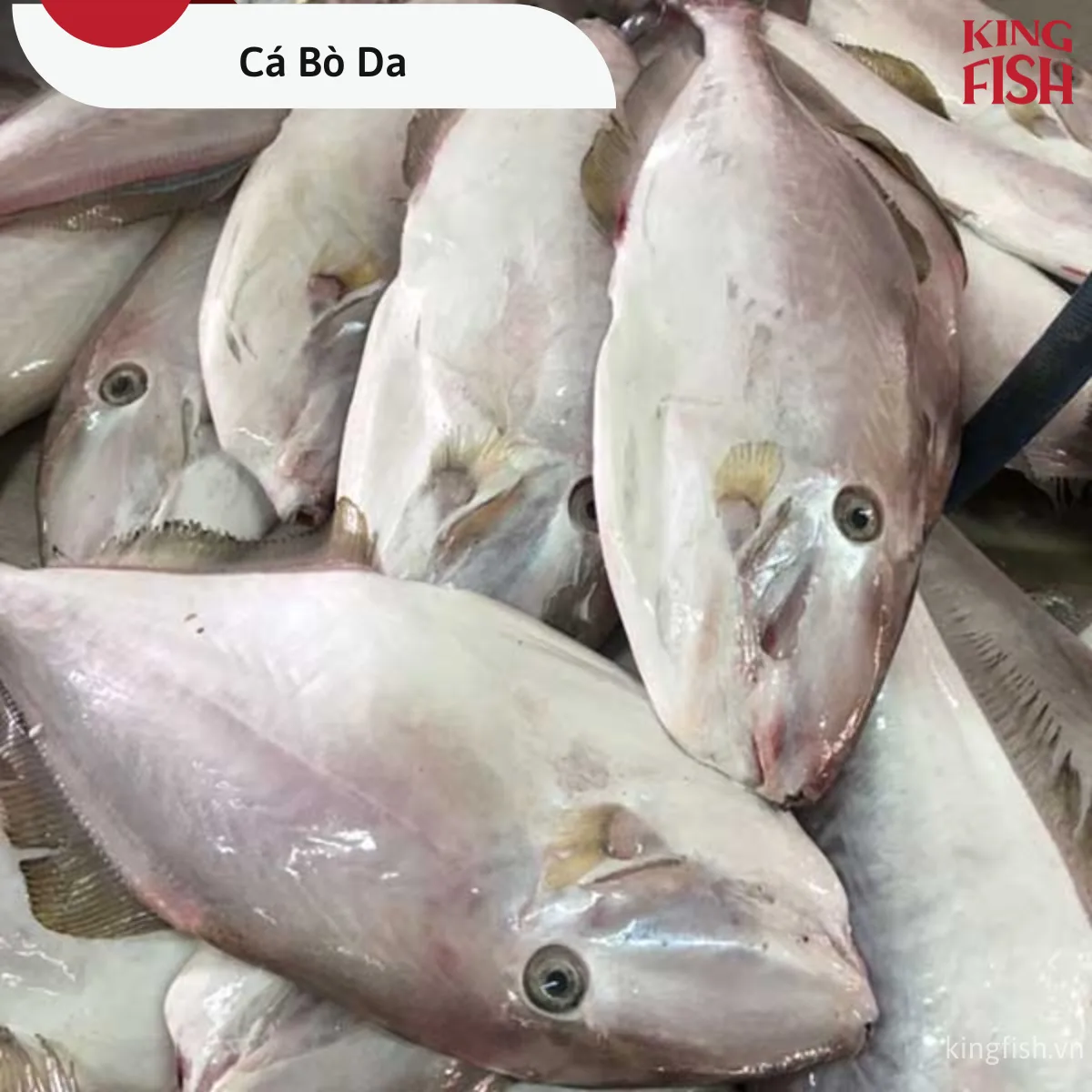 Cá Bò Da Đông Lạnh