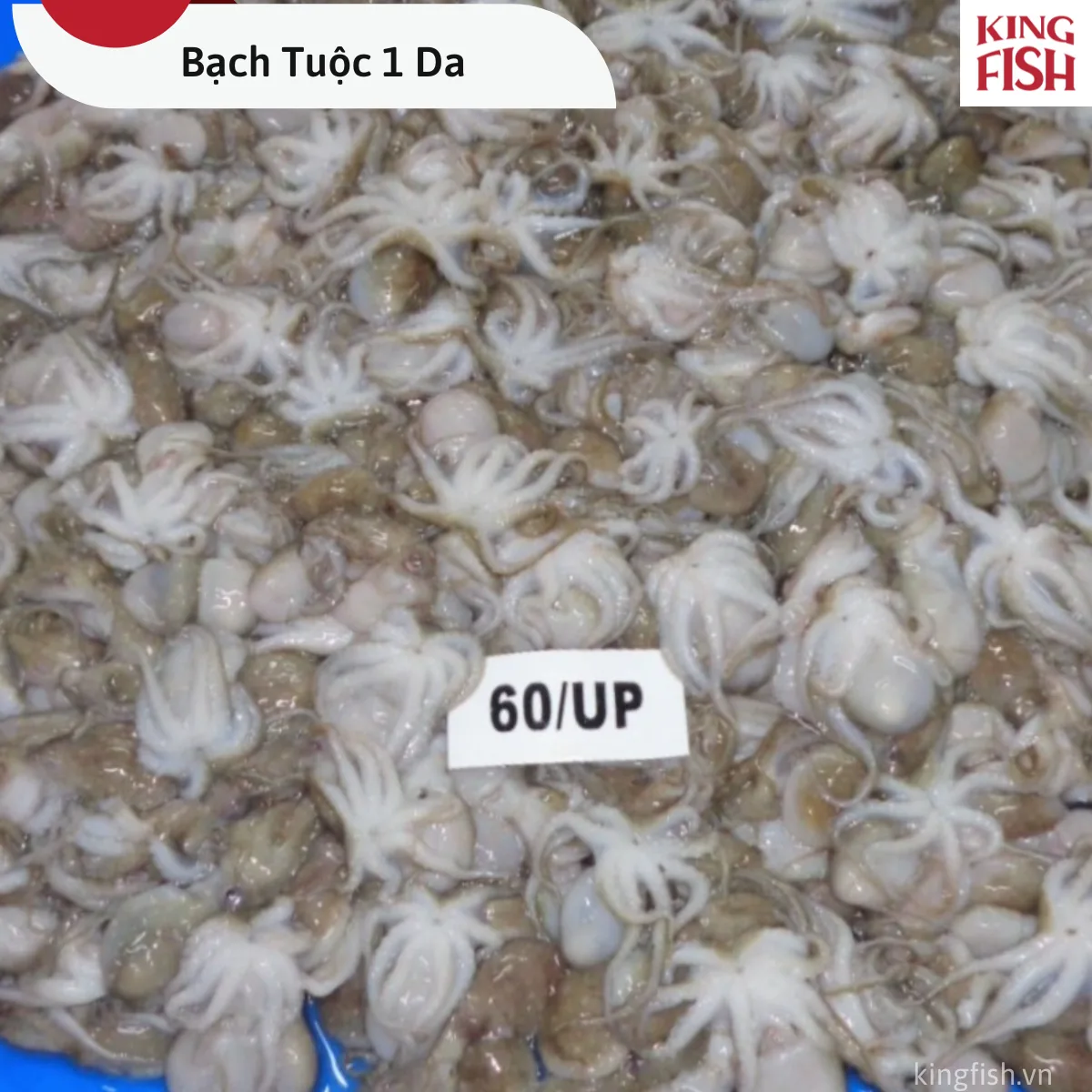 phan-phoi-bach-tuoc-1-da-kingfish