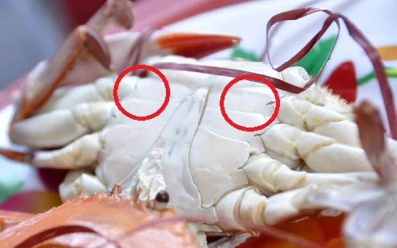 Kiểm tra yếm và vỏ