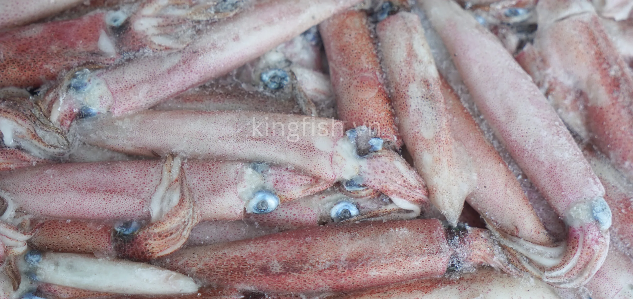 Mực Sữa (Mực Ghim Trứng)