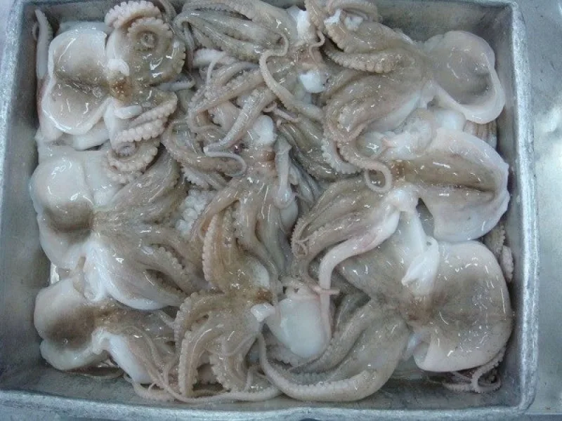 don-vi-cung-cap-bach-tuoc-dong-lanh-so-luong-lon