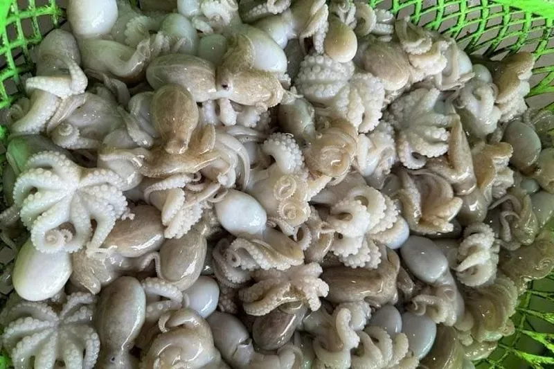 bach-tuoc-baby-tuoi-song-co-gia-bao-nhieu-1kg