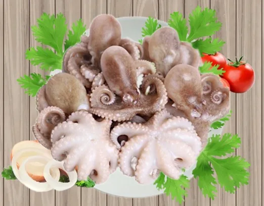 bạch tuộc sứa