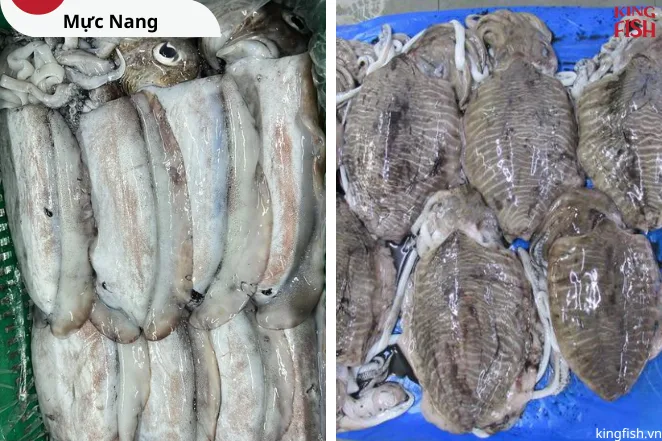 Mực Nang Đông Tàu