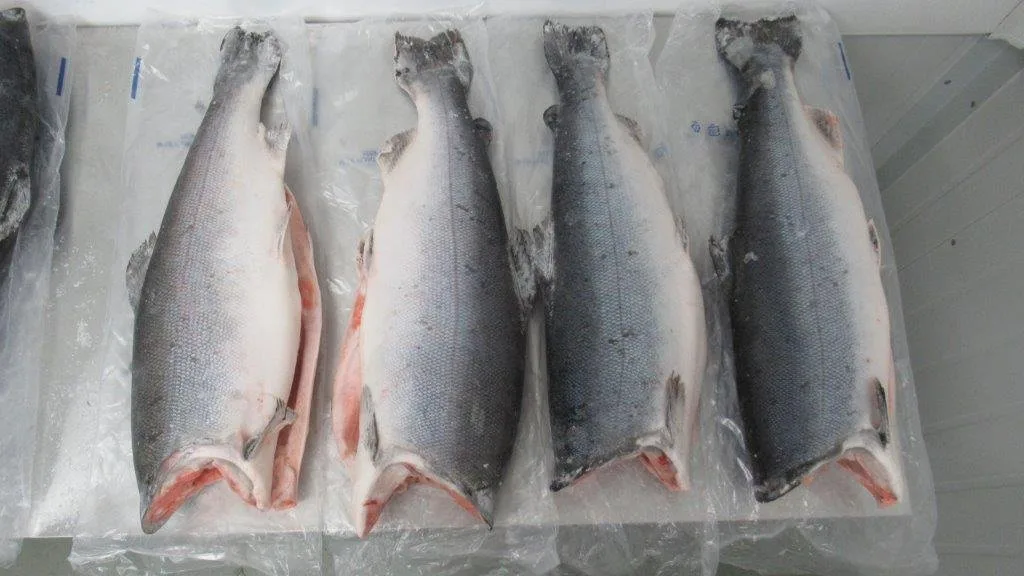 Cá Hồi Coho Đông Lạnh