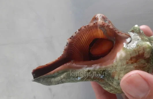 Ốc đỏ